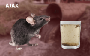 Ratos e a Contaminação da Água: Um Alerta Importante!